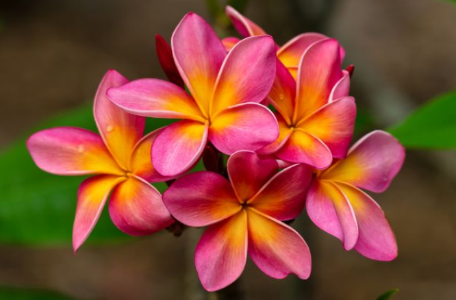 PUPULE PLUMERIA
