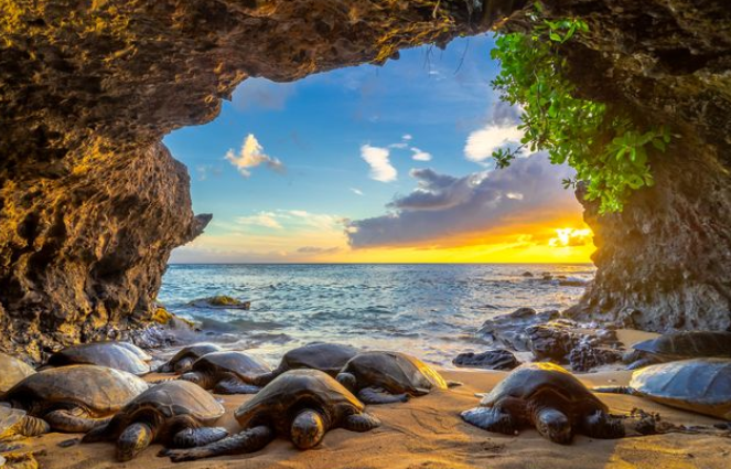 HONU COVE