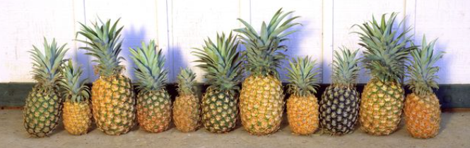 PRECOCIOUS PINEAPPLES