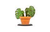 MERRY MONSTERA MINI SET