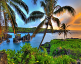 WHERE COCONUTS GROW